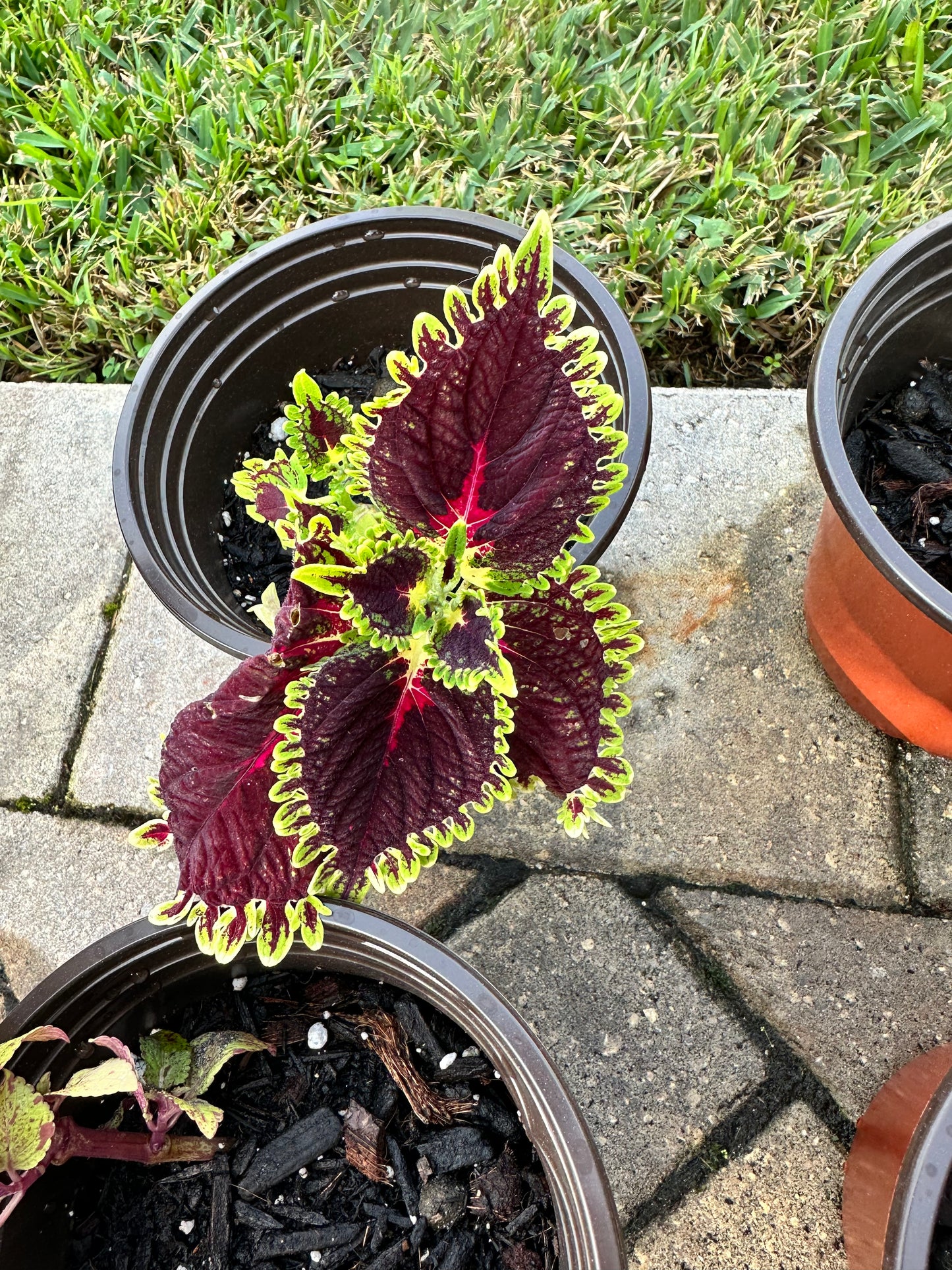 Coleus