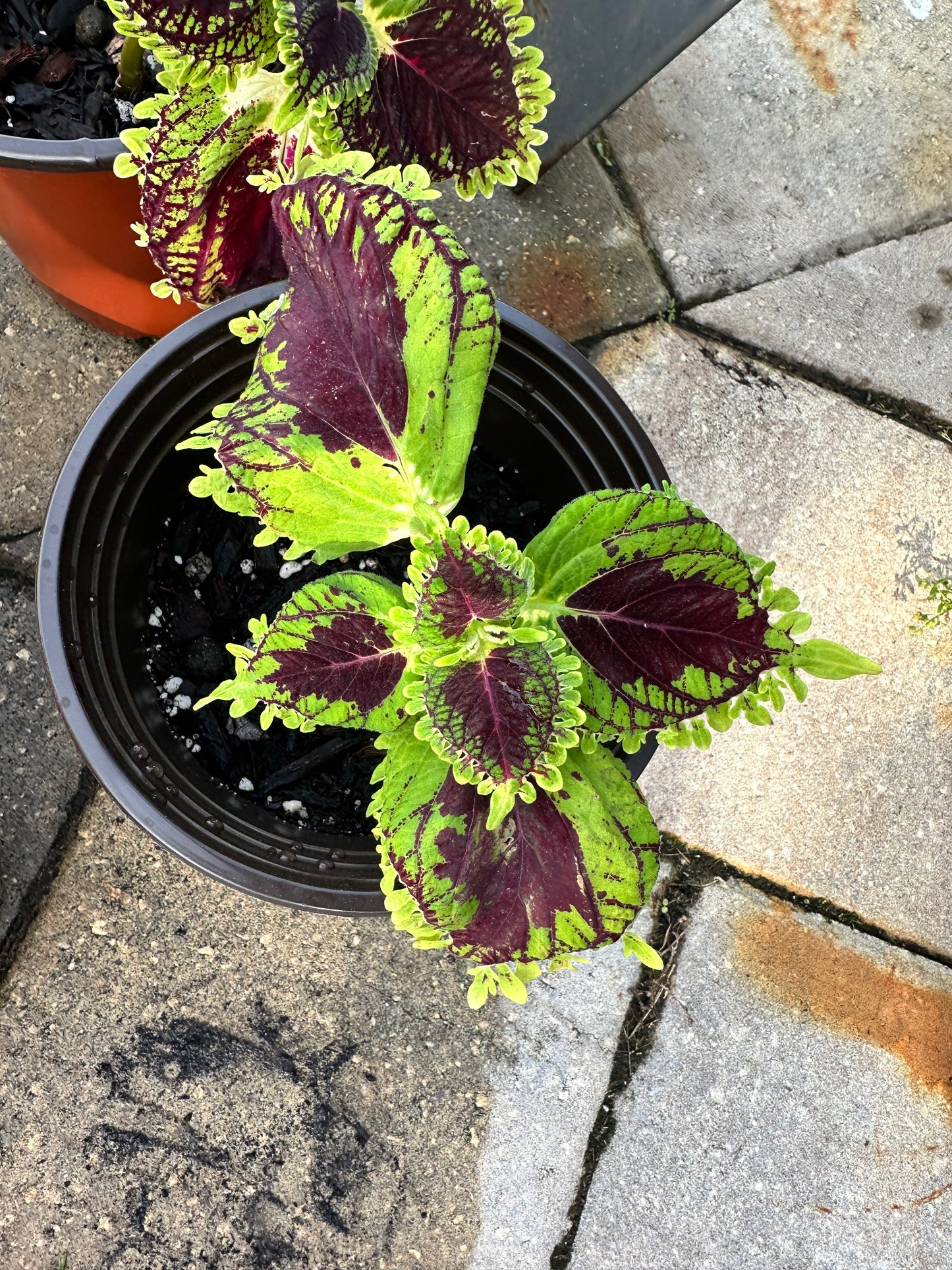 Coleus