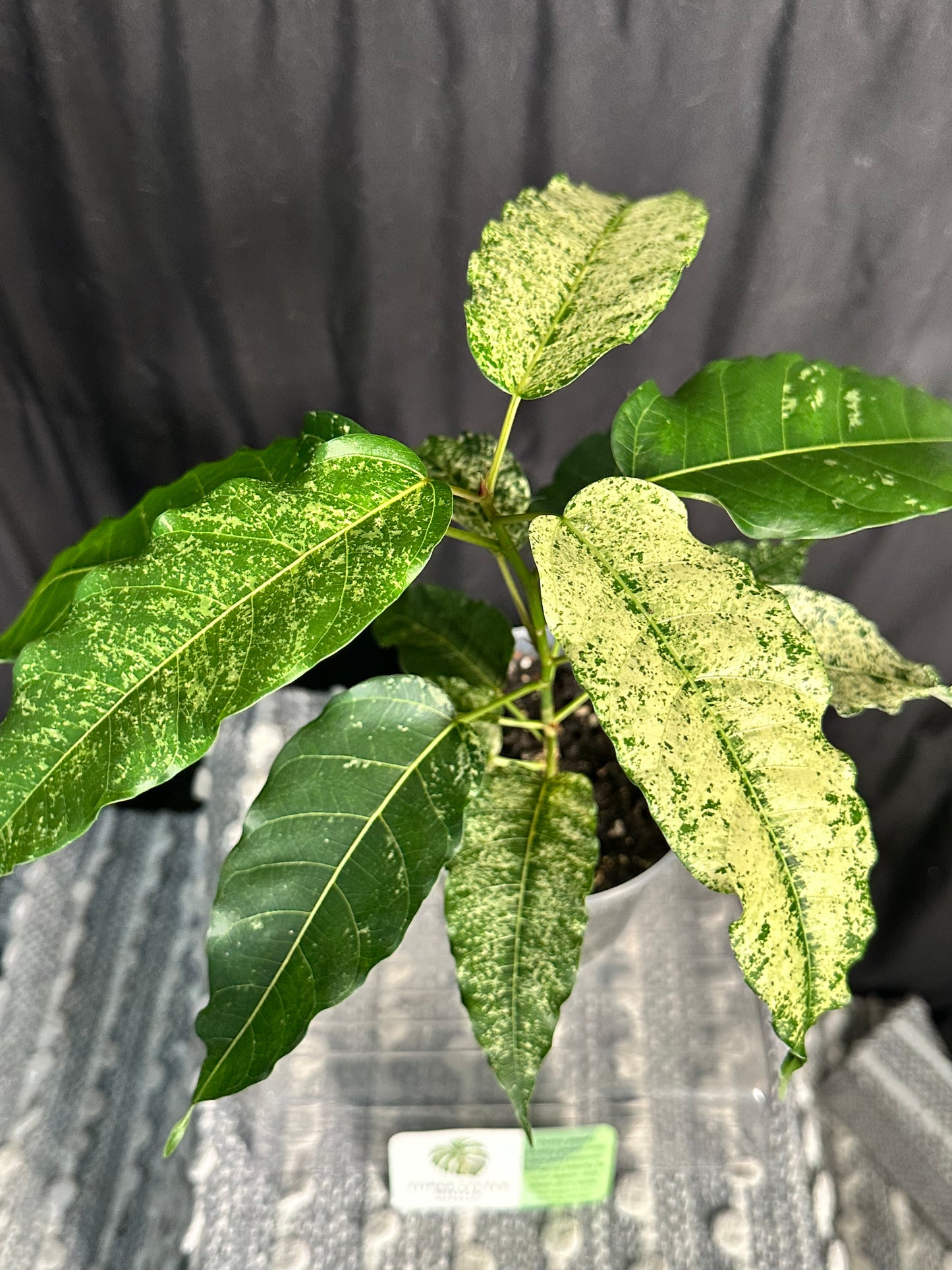 Clown Fig (Ficus aspera)