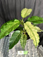 Clown Fig (Ficus aspera)
