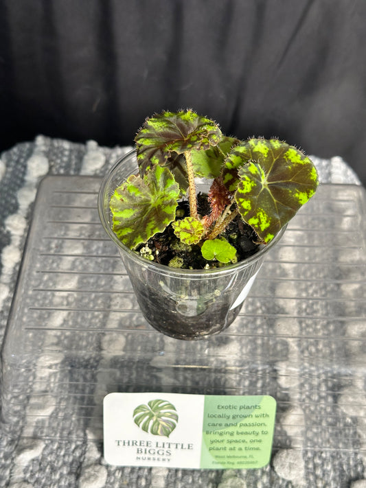 Begonia Rex “Bowerae”