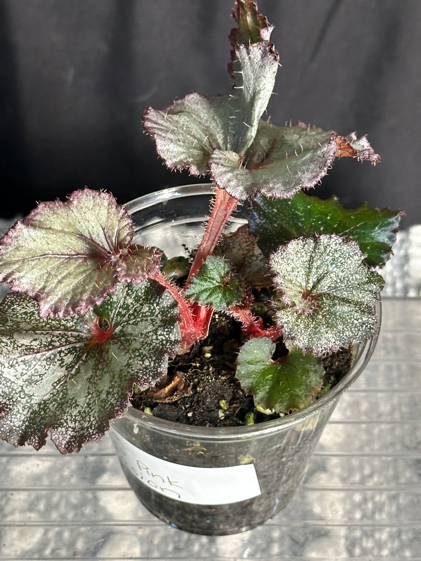Begonia Rex “Pink Persuasion”