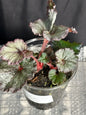 Begonia Rex “Pink Persuasion”