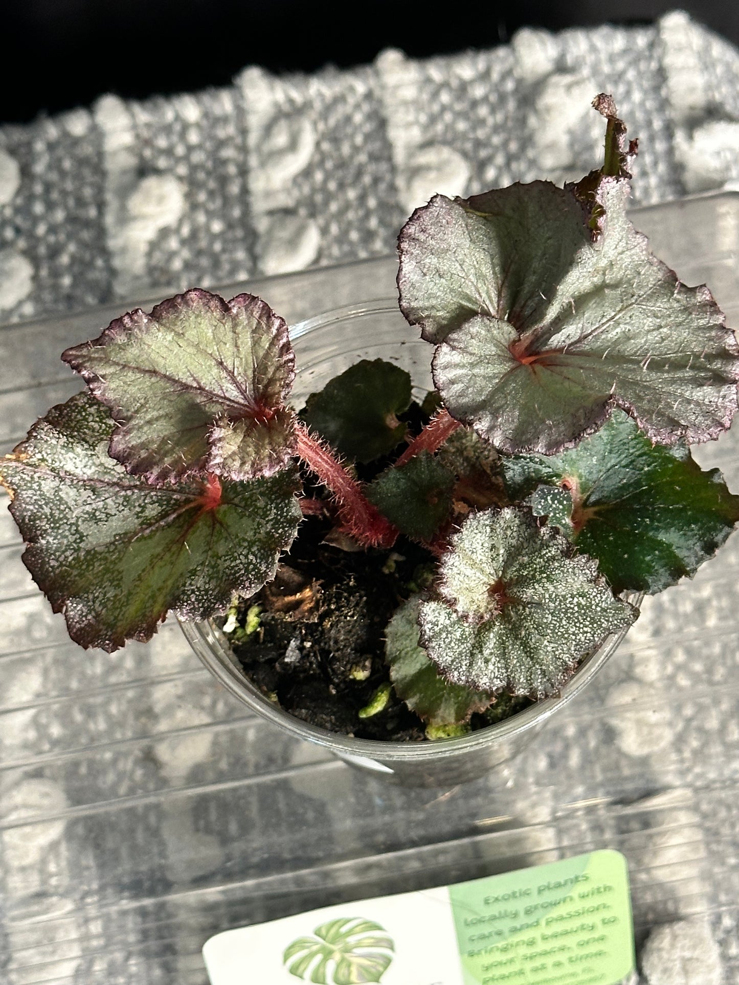 Begonia Rex “Pink Persuasion”