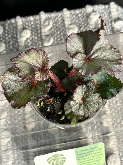Begonia Rex “Pink Persuasion”