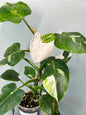 White Wizard Philodendron 5”
