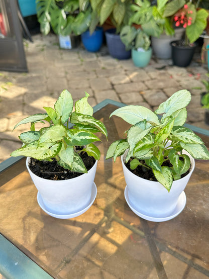 Syngonium “Holly M” (5”)