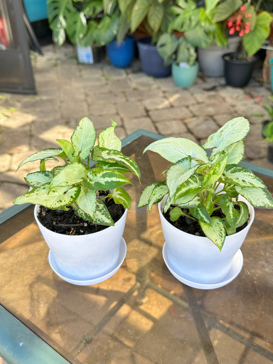 Syngonium “Holly M” (5”)
