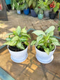 Syngonium “Holly M” (5”)
