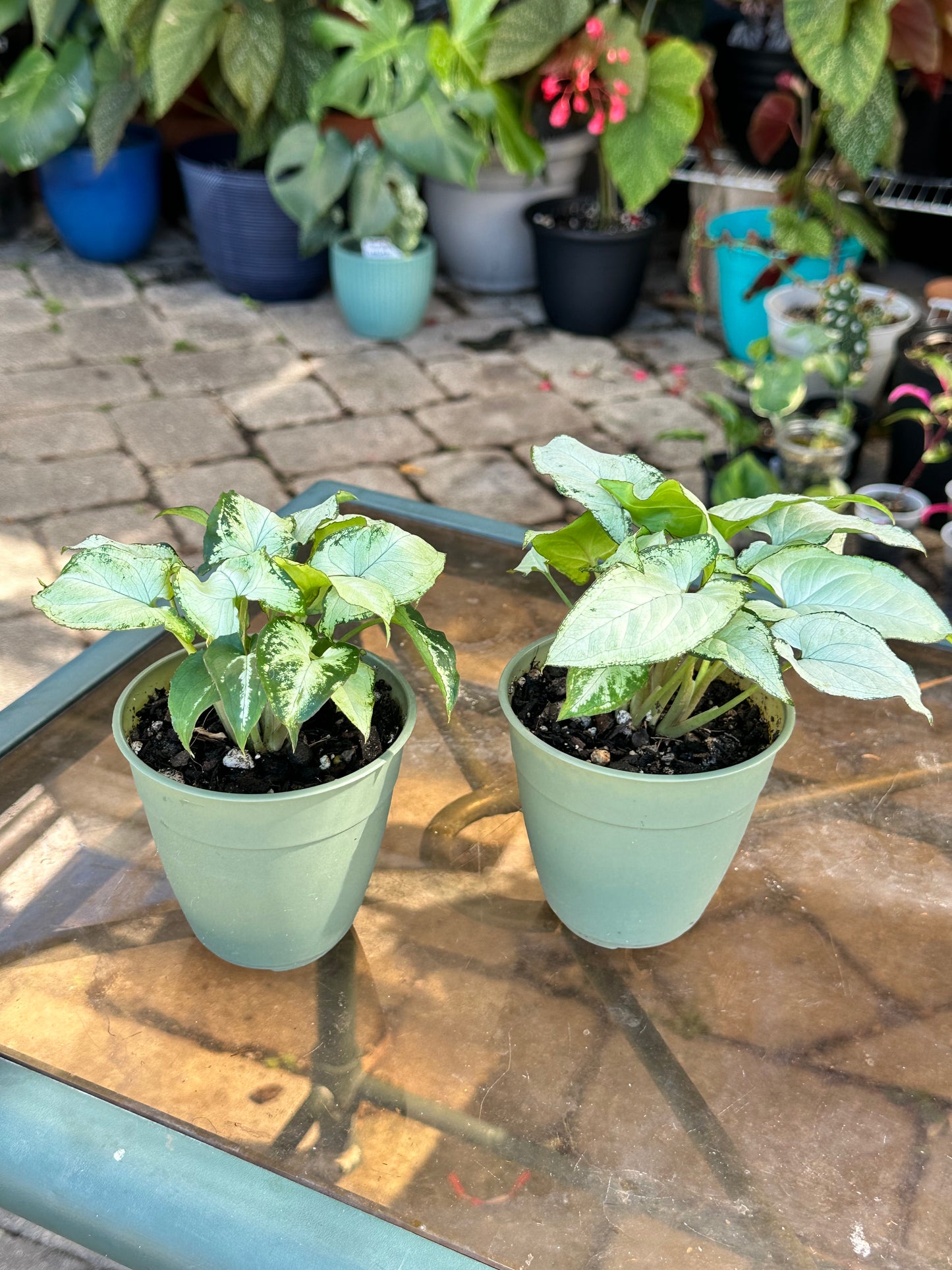Syngonium “Holly M” (4”)