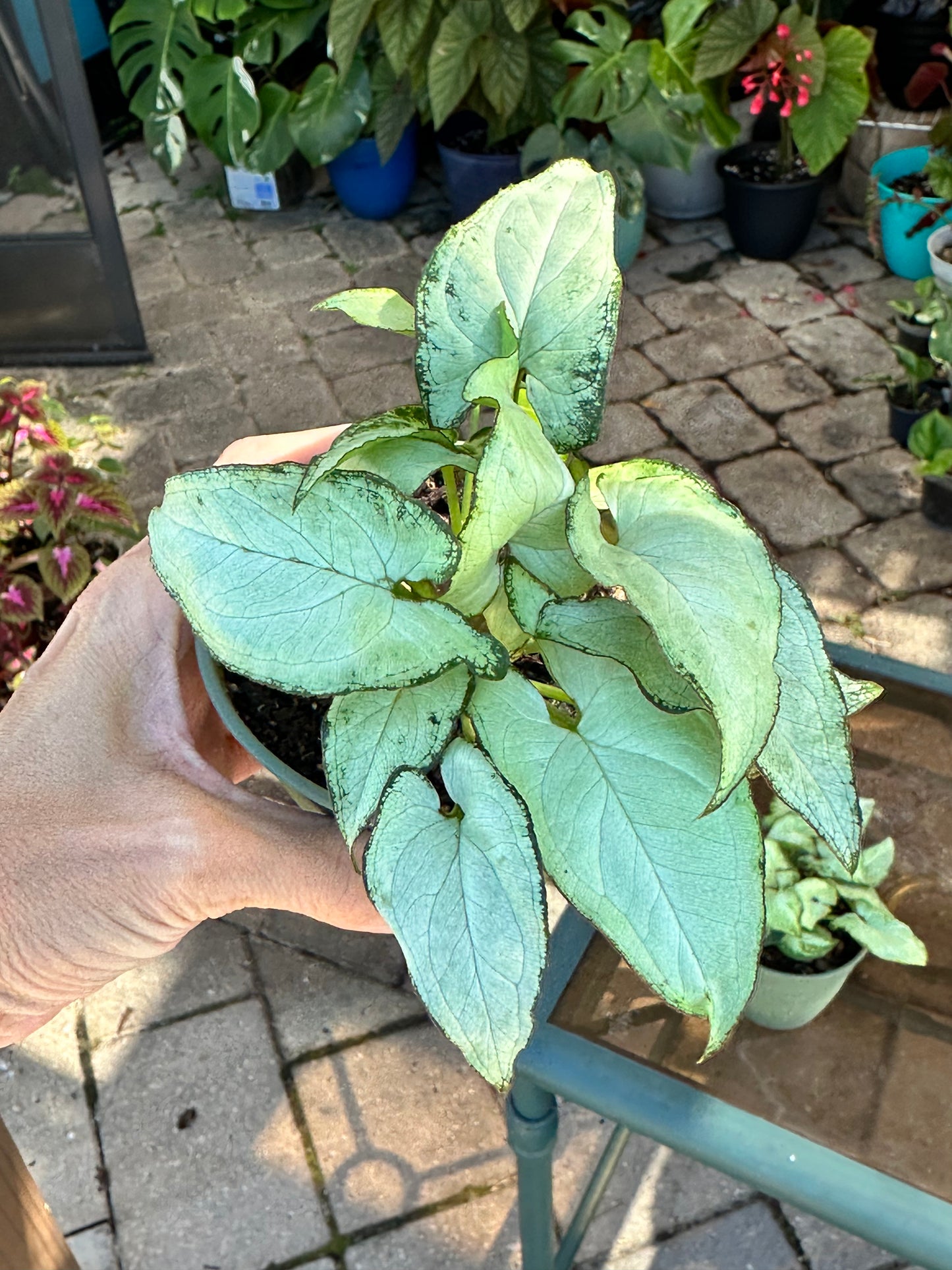 Syngonium “Holly M” (4”)