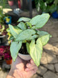 Syngonium “Holly M” (4”)