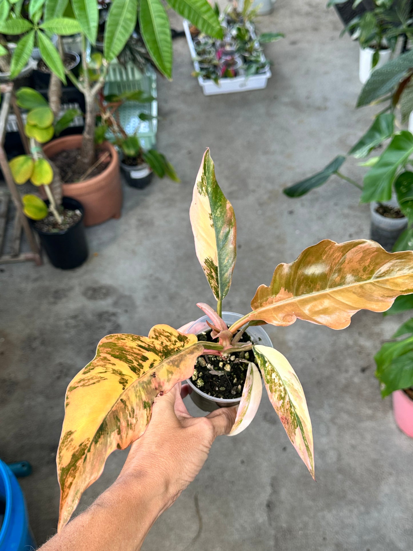 Philodendron Caramel Marble