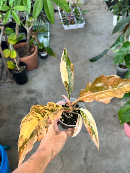 Philodendron Caramel Marble