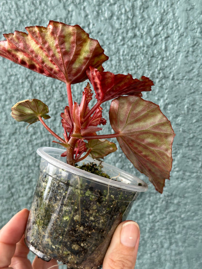 Begonia Irian Jaya (Begonia sp. U682)
