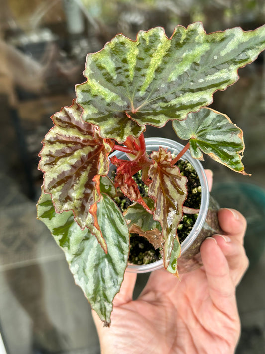 Begonia Irian Jaya (Begonia sp. U682)