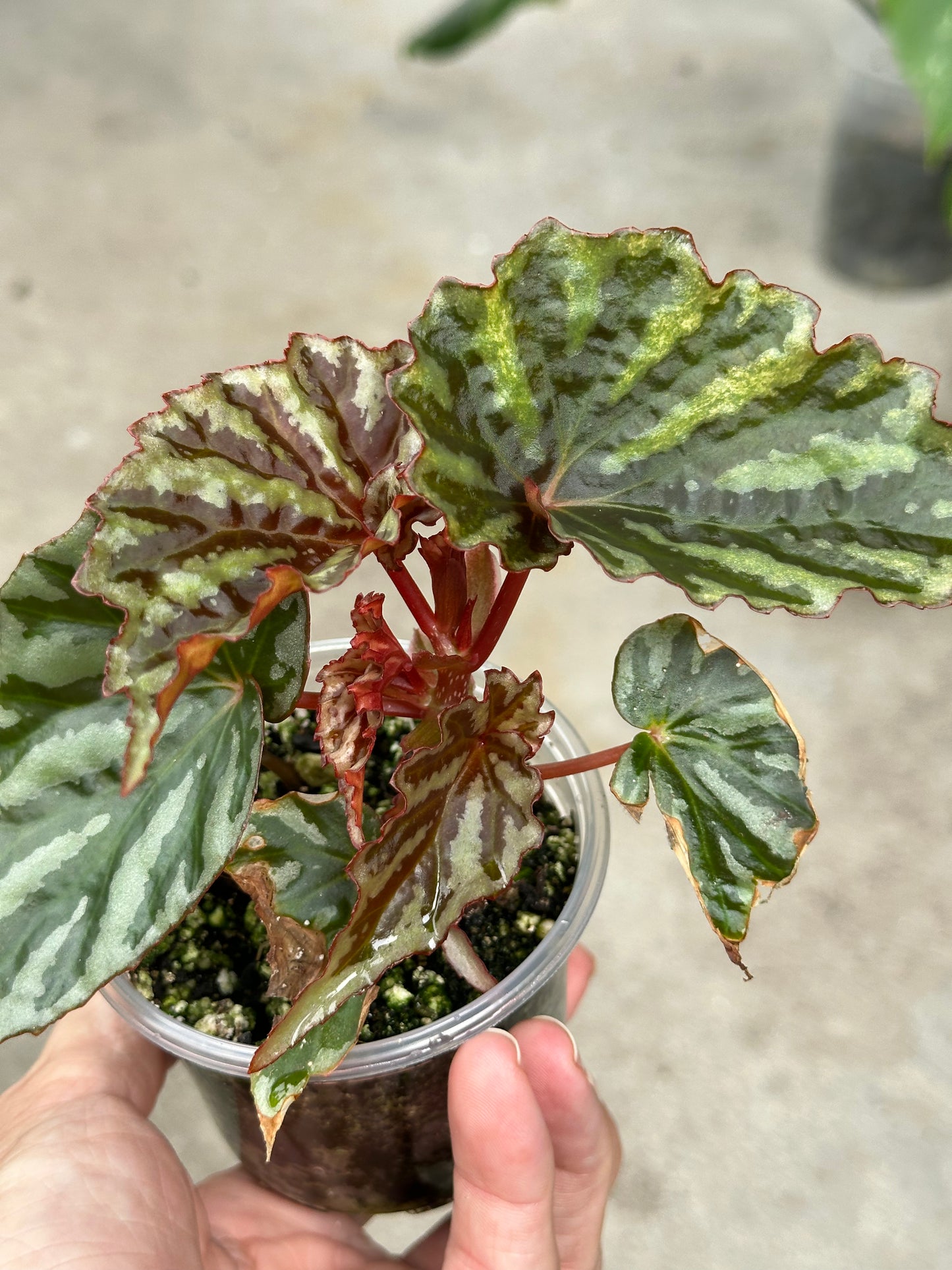 Begonia Irian Jaya (Begonia sp. U682)