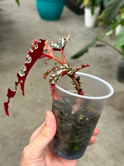 Begonia “Guy Savard"