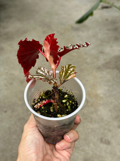 Begonia “Guy Savard"