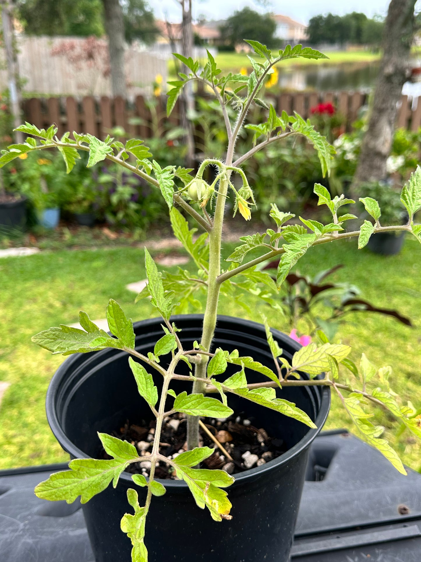 Tomato Plant “Lemon Boy”