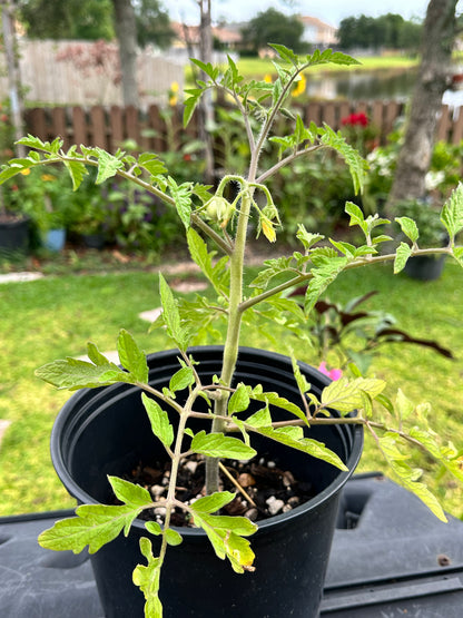 Tomato Plant “Lemon Boy”