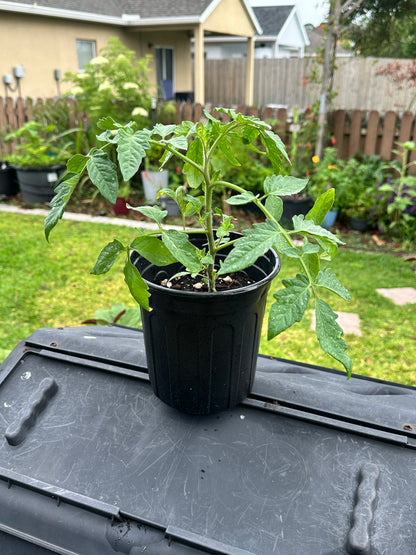 Tomato Plant “Lemon Boy”