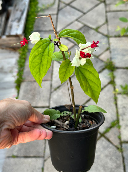 Clerodendrum Thomsoniae (Bleeding Heart Vine)