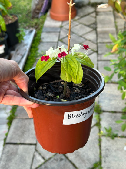 Clerodendrum Thomsoniae (Bleeding Heart Vine)