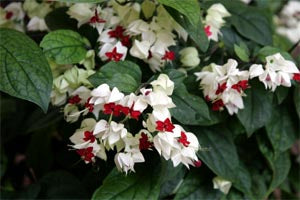 Clerodendrum Thomsoniae (Bleeding Heart Vine)