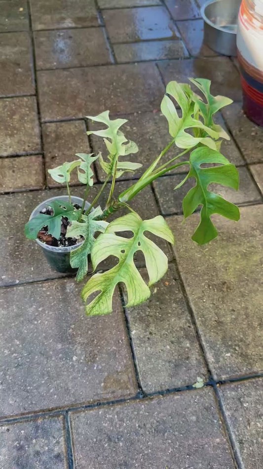 Rhaphidophora Tetrasperma “White Monster”