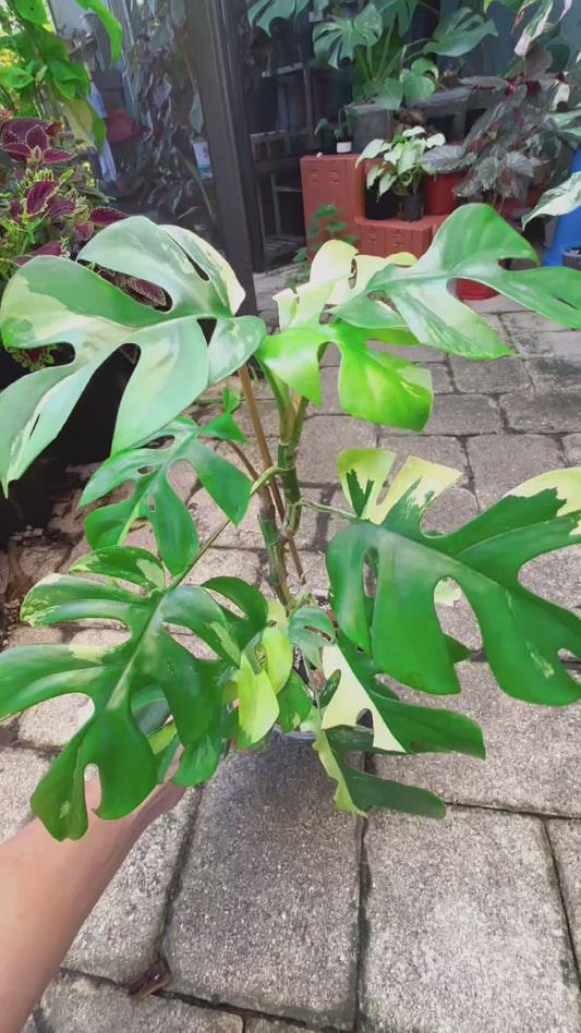 Albo Variegated Rhaphidophora Tetrasperma 5”