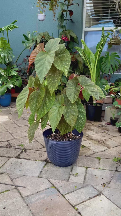 Begonia Lucerna | Rare Begonia Plant (Large)